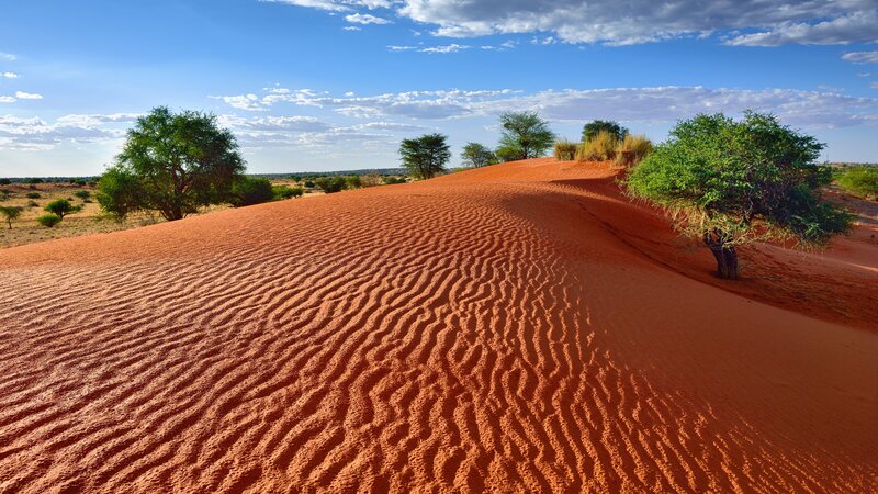Namibië-Hoogtepunt8-Kalahari Woestijn