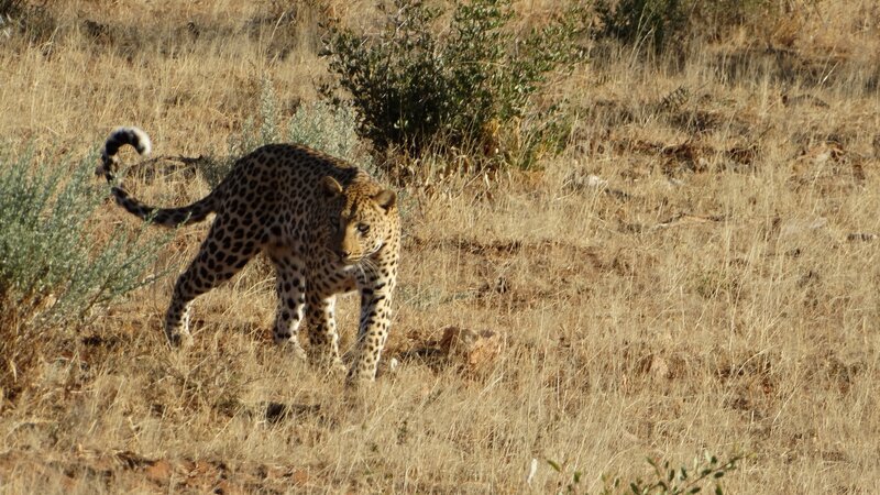 Namibië-okonjima-resized (10)