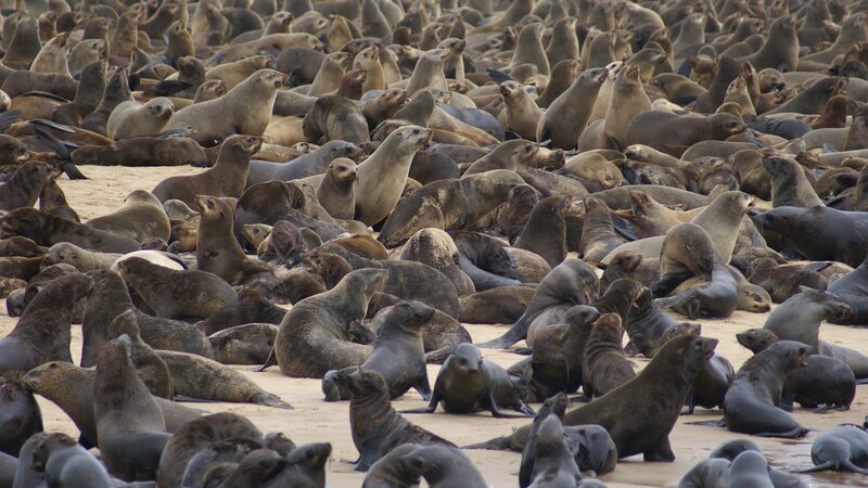 Namibië-Swakopmund-hoogtepunt-zeehonden