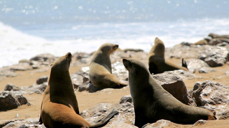 Namibië-Swakopmund-hoogtepunt-zeehonden op het strand