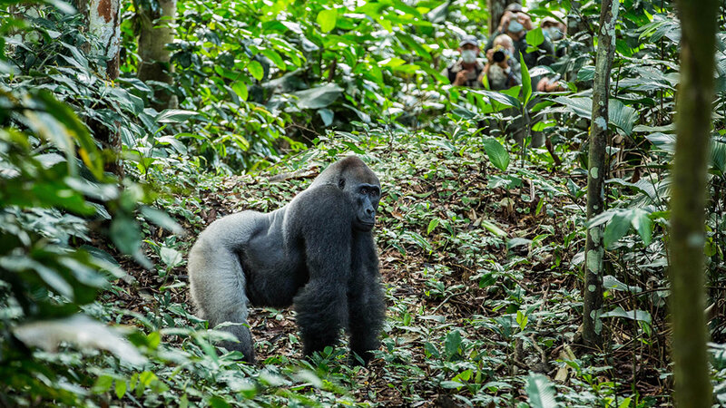 Ngaga-Camp-gorilla