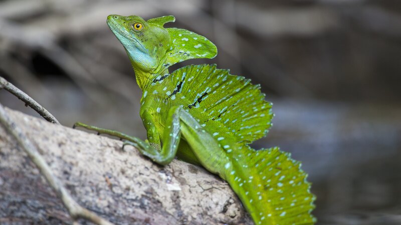 Nicaragua - hagedis