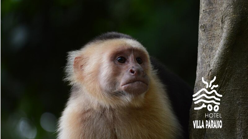 Nicaragua - Ometepe - Villa paraíso  (26)