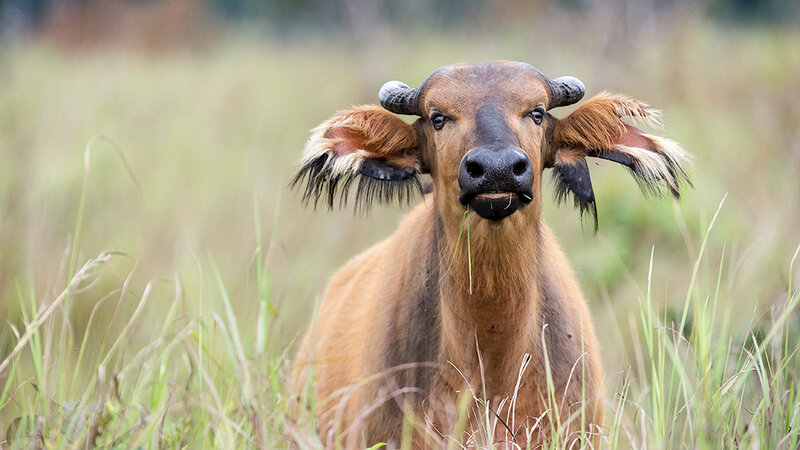 odzala-kokoua-buffel