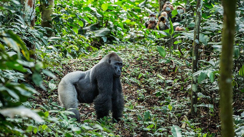 odzala-kokoua-fotos van gorilla