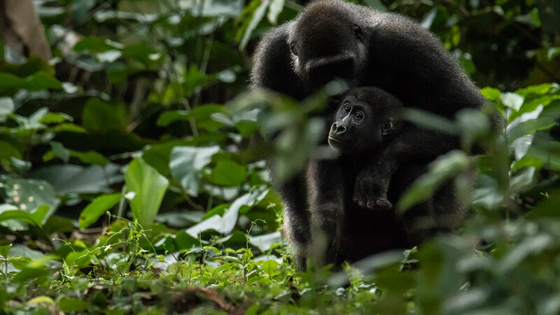 odzala-kokoua-gorilla mama en kind