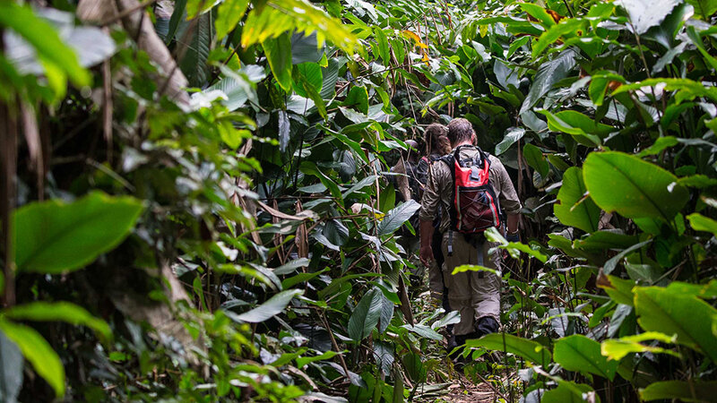 odzala-kokoua-gorilla tracking