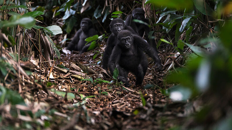odzala-kokoua-gorillas in de rij