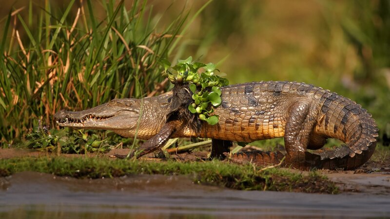 Oeganda-Murchison Falls-krokodil