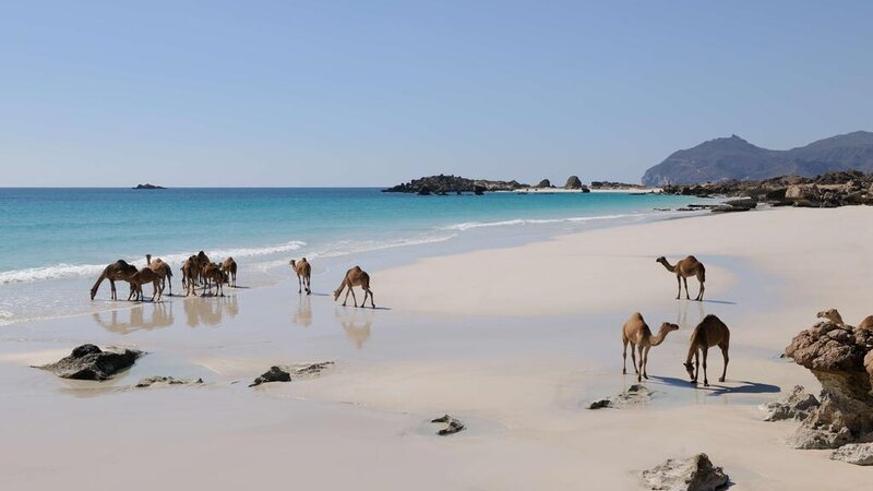 Oman-Dhofar Salalah-Alila Hinu Bay-kamelen op strand