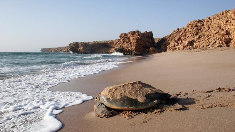 Oman-Kust rond Sur-Ras Al Jinz Turtle Reserve Hotel-schildpad
