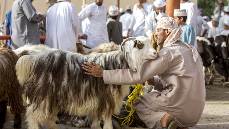 Oman-Nizwa-geitenmarkt