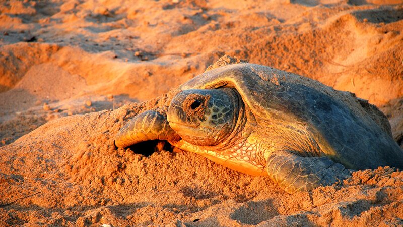 Oman-Ras Al Jinz-Schildpadden