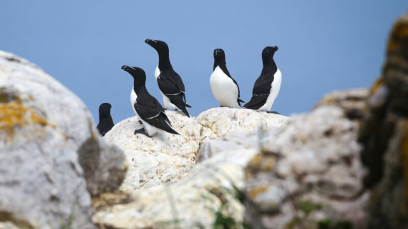 Oost-Canada-Pot-à-l'Eau-de-Vie-Islands-Le-Phare-vogels