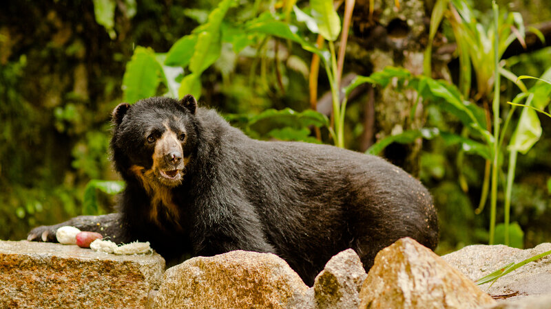 Peru-Machu-Picchu-Aguas-Calientes-Inkaterra-Machu-Picchu-Pueblo-Spectacled-Bear-Conservation-Project-2