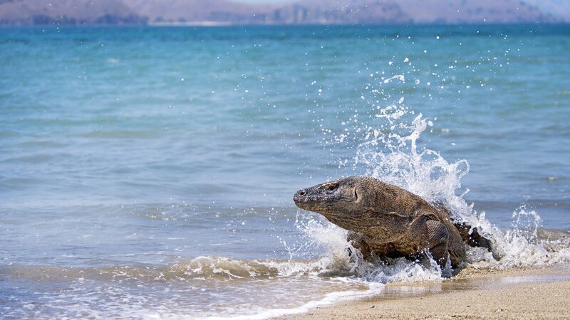 rsz_indonesië-komodo-varaan1