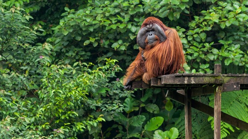 rsz_maleisië-borneo-kuching-excursie-semenggoh-wildlife-centre-orang-oetan_1