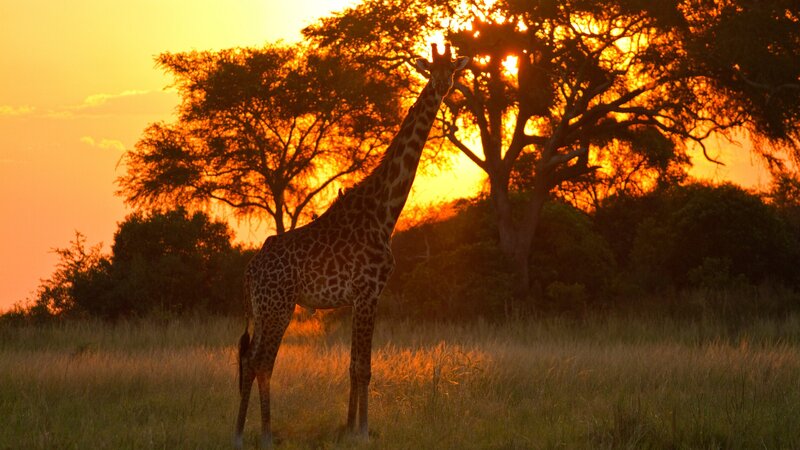 rsz_tanzania-katavi-np-giraffe