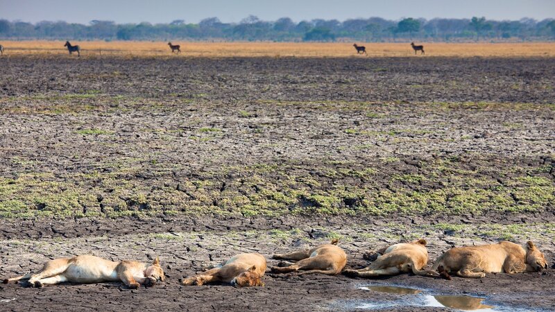 rsz_tanzania-katavi-np-slapende-leeuwen