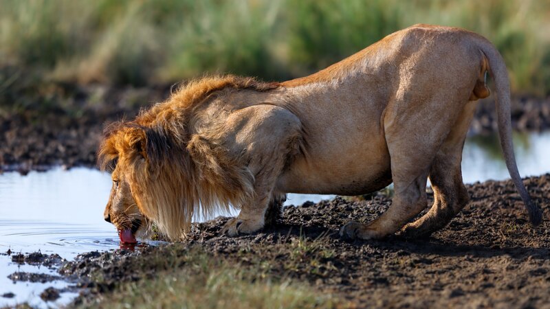 rsz_tanzania-ngorongoro-krater-drinkende-leeuw
