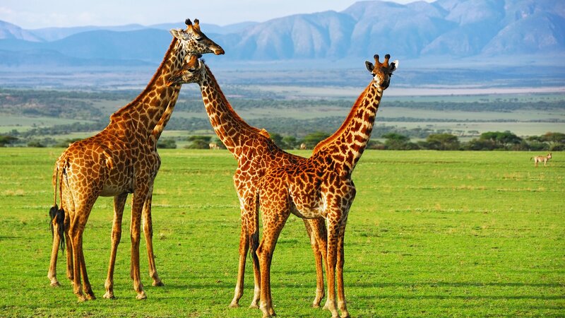 rsz_tanzania-ngorongoro-krater-giraffen (1)