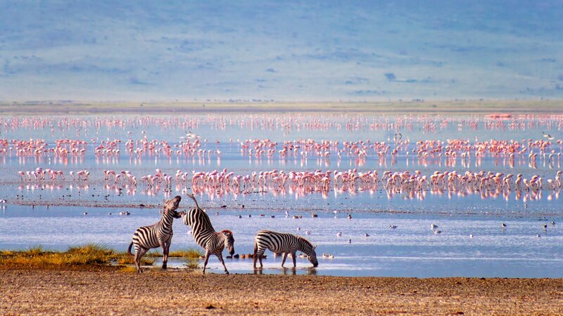 rsz_tanzania-ngorongoro-krater-zebras-en-flamingos