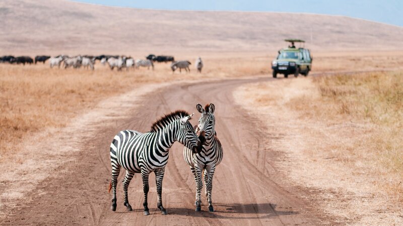 rsz_tanzania-ngorongoro-zebras-jeep