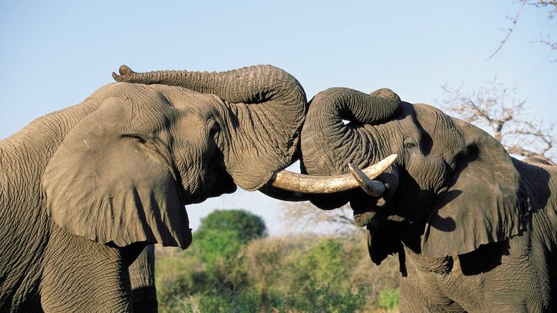 rsz_zuid-afrika-algemeen-spelende_olifanten