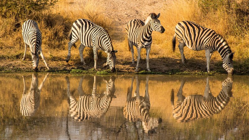 rsz_zuid-afrika-kruger-streek-8