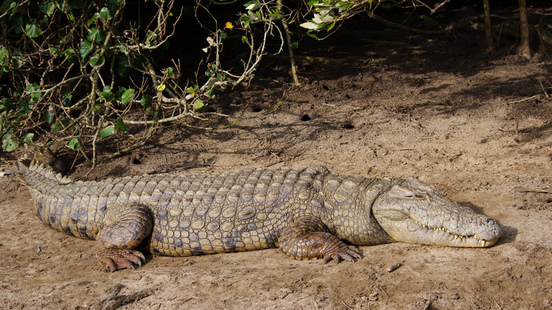 rsz_zuid-afrika-saint-lucia-excursie-hippo-crocodile-boattour-1