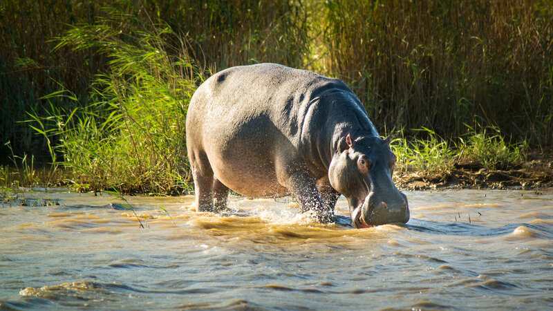 rsz_zuid-afrika-saint-lucia-excursie-hippo-crocodile-boattour-3