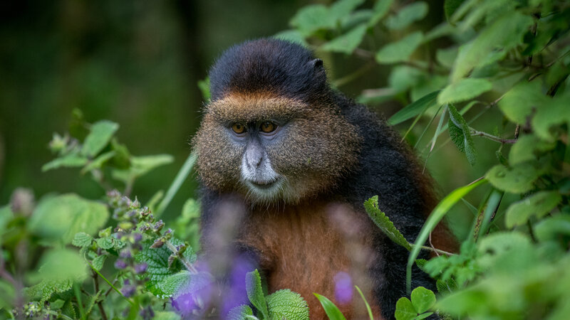 Rwanda - golden monkey - Volcanoes National Park