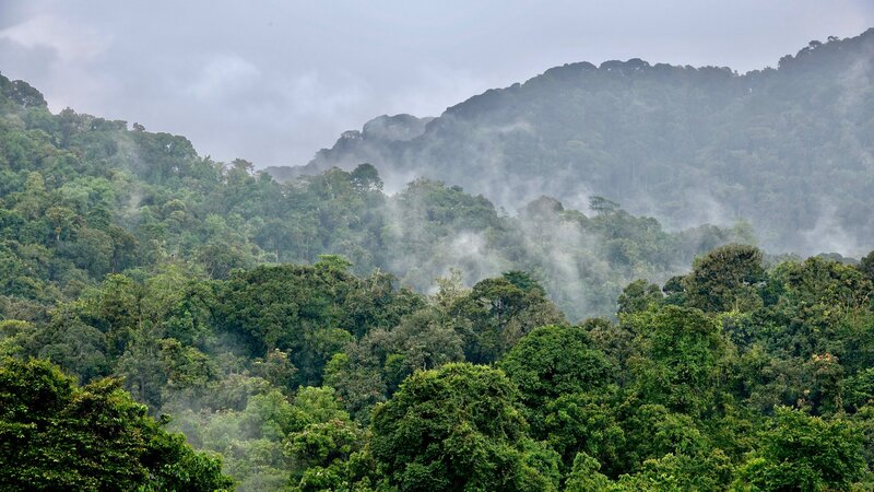 Rwanda - Rainforest Nyungwe