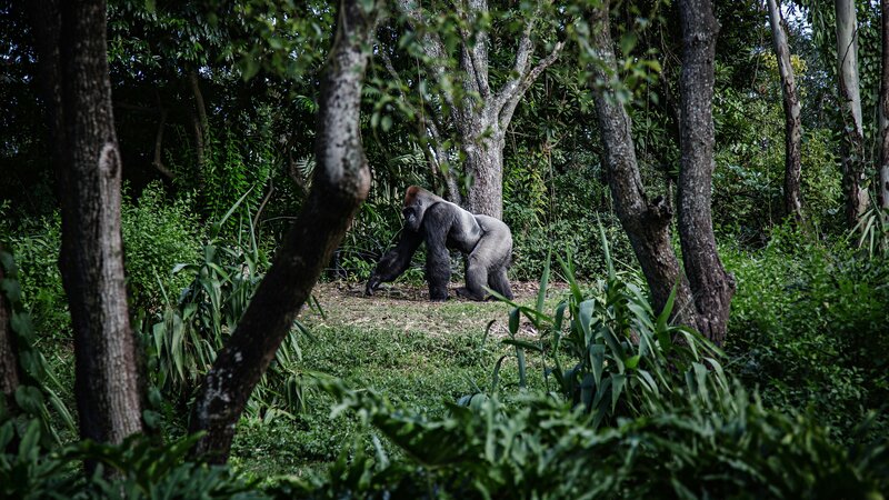 Rwanda-Volcanoes National Park-mike-arney-unsplash