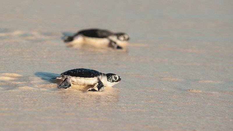 Seychellen-Denis-Island-Excursie-Turtles-hatching-season