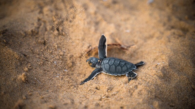 Seychellen-Denis-Island-Excursie-Turtles-hatching-season-david-leveque-unsplash