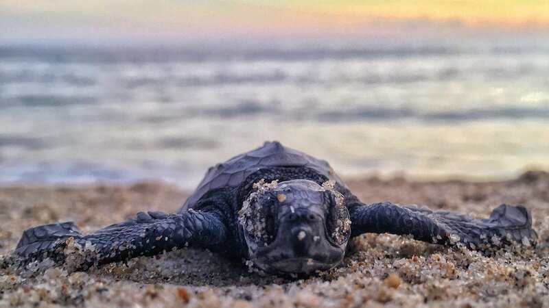 Seychellen-Denis-Island-Excursie-Turtles-hatching-season-mitchel-lensink-unsplash