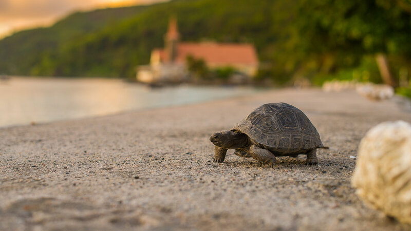 Seychellen-La-Digue-Le-Natautique-Waterfront-Hotel-schildpad-strand