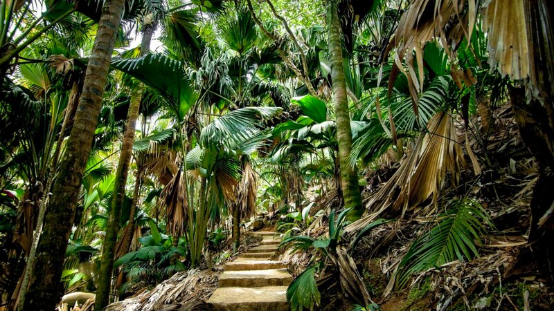 Seychellen-Mahé-Excursie- Enchanted Walk In The Vallee de Mai-1