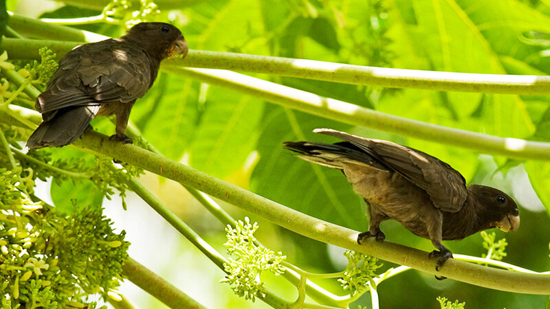 Seychellen-Mahé-Excursie-Vallee de Mai-Anse Lazio-2