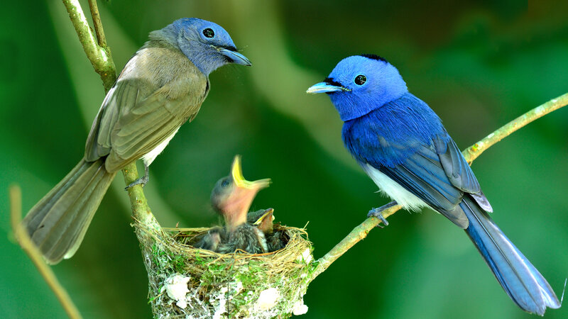 Seychellen-natuurfoto-vogeltjes