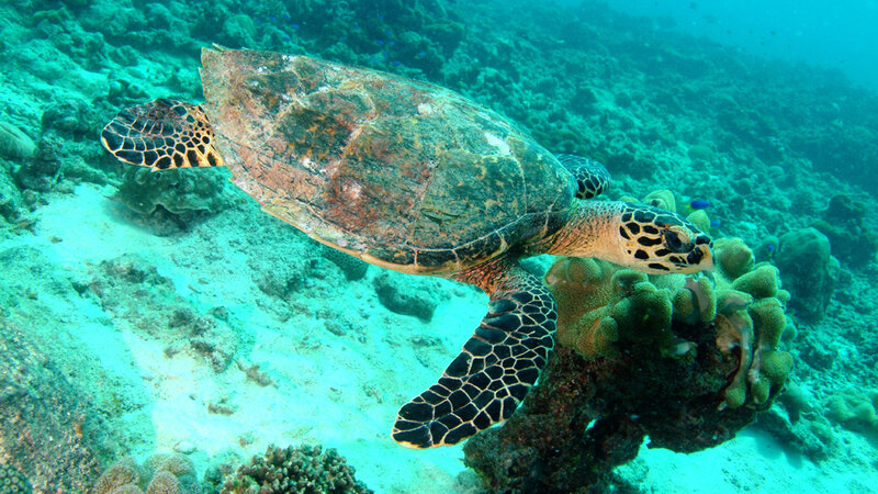Seychellen-Praslin-algemeen-schildpad