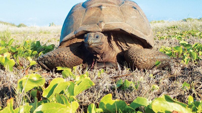 Seychellen-Private-Eilanden-Astove-Coral-House-schildpad