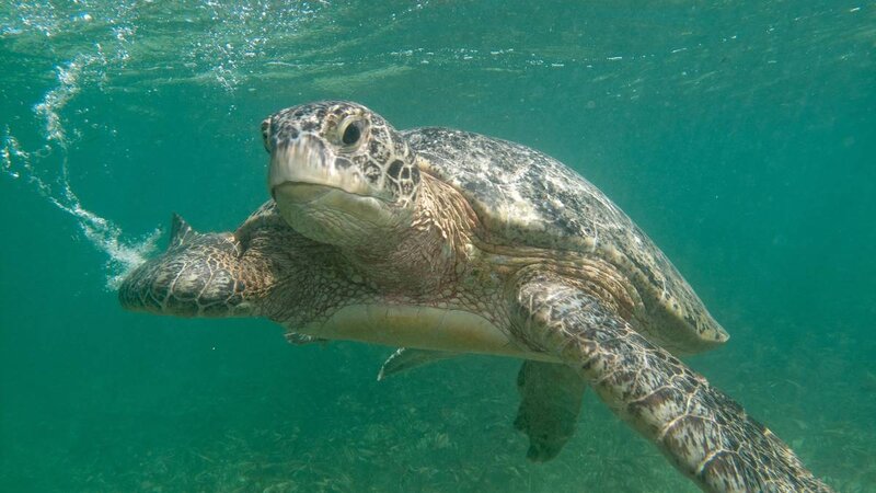 Seychellen-Private-eilanden-BlueSafari-Cosmo-Eco-Camp-onderwater-schildpad