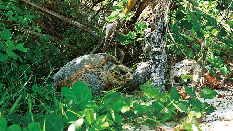 Seychelles-Mahé-Constance Lemuria (23)