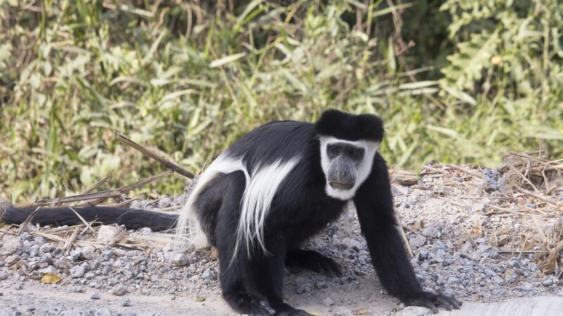 Oeganda-KibaleNationalPark