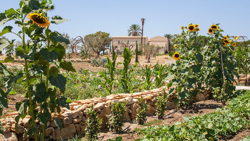 Sicilie-Zuid-Fontes-Episcopi-tuin-zonnebloemen