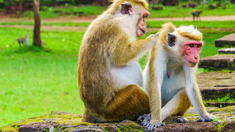 Sri-Lanka-Culturele-Driehoek-Excursie-Meet-the-monkeys-in-Polonnaruwa 4