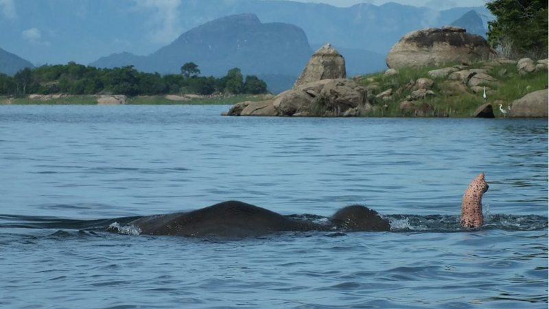 Sri-Lanka-Gal-Oya-National-Park-Olifant-2