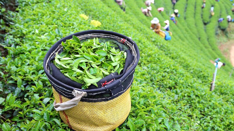 Sri Lanka-Nuwara Eliya-hoogtepunt-theeplantages